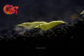 Ultra Golden Back Line Neocaridina Shrimp - Grade SSS++